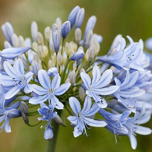 Agapanthus 'Luly', Lily of the Nile 'Luly', African Lily 'Luly', Blue flower, purple flower, Blue Agapanthus